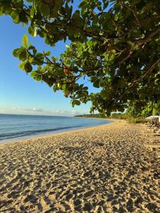 a view of a sandy beach with a tree at Casa Medrado in Porto Seguro