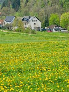 a field full of yellow flowers in a field at Bellas Mühlbachtal in Friedenfels