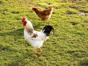two chickens standing on the grass in a field at Ruralholidays in Calimera