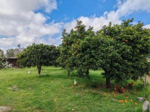 a group of apple trees with chickens in a field at Ruralholidays in Calimera