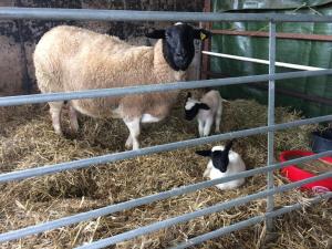 a sheep and two lambs in a pen at Blockhaus Almhütte Wiesenglück in Glatten
