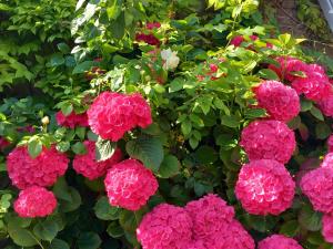 a bunch of pink flowers in a garden at Les Chambres Des Chtis in Abbeville