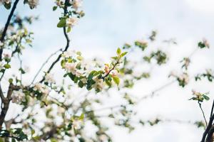 a close up of a tree with pink flowers at Fewo Stremme in Altenlotheim
