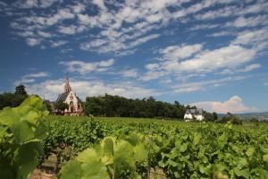 a field of vines with a building in the background at Haus Zum Rochusberg 2 in Bingen am Rhein