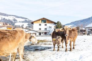 three cows standing in a field in the snow at Hus Appartement - Nr. 4 in Valdaora
