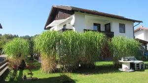 a house with a weeping tree in the yard at Ferienwohnung Schopper in Halblech