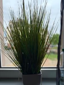 a potted plant sitting on a window sill at Appartement Neunkirchen City in Neunkirchen