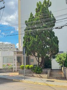 a tree sitting on the side of a street at Studio 43 - Central Coração de Franca in Franca