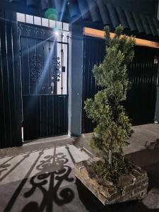 Ein Baum im Topf vor einem Tor in der Unterkunft SweetHome con amplio y fresco patio in Tampico