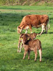 a cow standing next to two baby cows in a field at Thum'scher Hof in Ortenberg