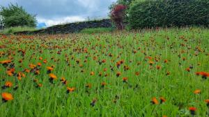 a field filled with lots of flowers in a field at Ferienwohnung am Huthainberg in Börnichen +13 photos