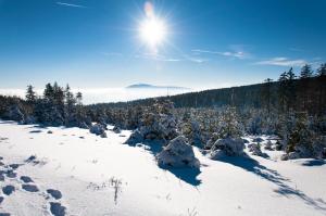 a snow covered forest with the sun in the sky at Haus Nietmann_ Ferienwohnung 2 in Altenau +7 photos