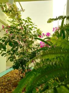 a garden with pink flowers and plants in a building at Tranquilidad y comodidad in Dolores Hidalgo