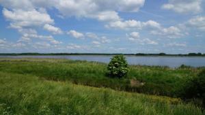 a tree in a field next to a body of water at Privatzimmer R und C Lohnherr in Lehnin +2 photos