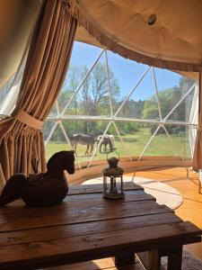 a cat sitting on a table in a tent with a window at La Cabane aux Chevaux in Varages
