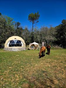 two animals grazing in a field next to a tent at La Cabane aux Chevaux in Varages