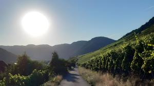 a dirt road with trees on the side of a hill at Haus Moselliebe Komfortzimmer in Ediger-Eller
