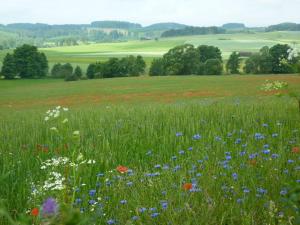 a field of flowers in a grassy field at Ferienwohnung Lisa in Medebach