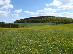 a field of yellow flowers in a green field at Ferienwohnungen Schimsheimer Rhode in Olpe