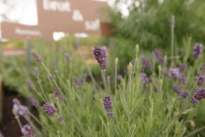 a bunch of purple flowers in a garden at Ferienwohnung Wold Wieserhof in Aldino