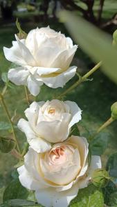 two white roses are standing next to each other at Chambre Hirondelle in L'Ile-Bouchard +2 photos