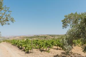 a row of trees in a field with a dirt road at Casa Vacanza Iris Castelvetrano in Castelvetrano Selinunte