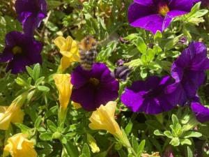 a bee sitting on top of purple and yellow flowers at Ferienwohnungen Hubertus in Metzingen