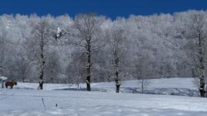 a horse walking in a snow covered field with trees at Gîte Shabby Blue in Saint-Cernin +10 photos
