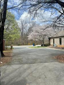 an empty street with a flowering tree in front of a house at Town Square Charm Century Old in Lewisville