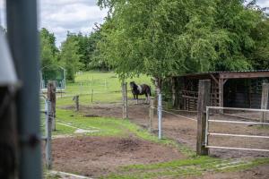 a horse standing next to a tree in a field at Ferienwohnung Caspersen in Viöl