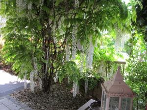 a tree with white flowers on it next to a street at Haus Auryn in Markelfingen