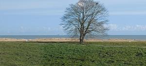 a tree in a field next to the ocean at Ferienwohnung Meerblick in Wangerland