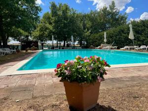 a pot of flowers next to a swimming pool at Il Forcone in Panicale +24 photos