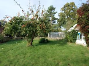 an apple tree in the middle of a yard at Ferienwohnung Naturglück in Sundhagen-Niederhof +2 photos