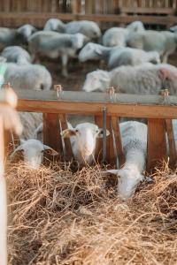 a herd of sheep are laying in hay at La Maison de Melmont in Roumare