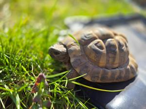 a small turtle sitting in the grass at La petite ferme de Fine in Burg bei Magdeburg +9 photos