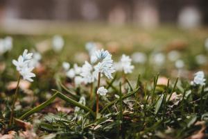 a group of white flowers in the grass at Haus Bergblick 1 in Utzmemmingen +2 photos