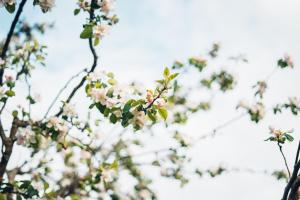 a close up of a tree with pink flowers at Haus Bergblick 1 in Utzmemmingen