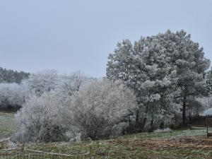 a group of trees with white flowers on a field at Mamie Krema in Boresse-et-Martron +4 photos