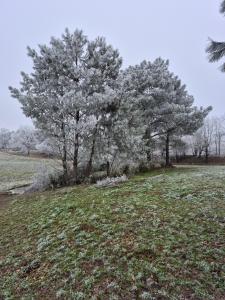 a tree on top of a grassy field with trees at Mamie Krema in Boresse-et-Martron