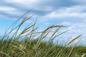 a field of tall grass with the sky in the background at Apartment Dargies in Cuxhaven