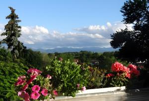 a bunch of flowers on top of a ledge at Zum Rebberg Ferienwohnungen in Freiburg im Breisgau