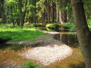 a stream in a wooded area with a tree and a river at Ferienhaus Pöttgen in Arnsberg