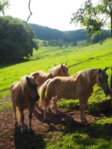 a group of four horses standing in a field at Clausberg Ferienwohnungen in Gerstungen