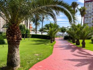 a palm tree with a red brick path in a park at Nereidas Beachfront in Cullera