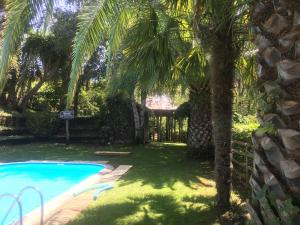 a yard with a palm tree and a swimming pool at Quinta Pé Franco in Medrões