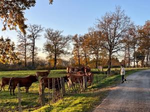 a man walking a dog next to a herd of cows at Maison David in Nantiat