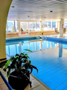 a large swimming pool with a plant in the middle at Ferienwohnung Waldkäuzle in Lenzkirch