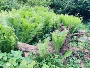 a lush green plant next to a tree stump at Ferienhaus Urwald in Hofgeismar