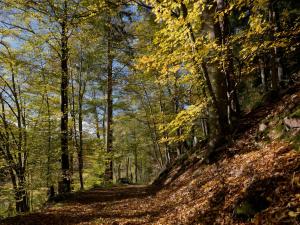 a path through the woods in the fall at Haus zur Bienenweide in Schömberg +5 photos